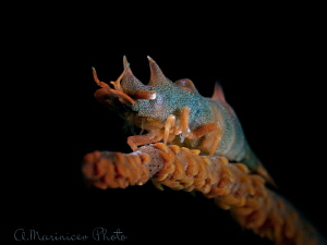 Dragon Shrimp, Anilao by Aleksandr Marinicev 